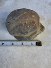 Massive Tylosaurus Rex Terminal Tail Vertebrae Tx Ozan Fossil Mosasaur 