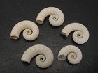 Outstanding   spirula Spirula 5pc philippine Marine Life