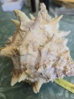 Murex Ramosus Spiny Conch Sea Shell 6  Long With Barnacles