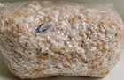 All In One Mushroom Grow Bag Yellow Corn Cvg Mix 5lb