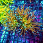 Wysiwyg - Euphyllia Gold Joker Torch Premium 2 Heads