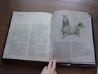 Horses Of The Sun Robert Vavra  Horse Hb Book