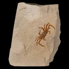 0 8  Fossil Crab Pinnixa Galliheri Pea Crab Monterey Cty San Luis Obispo Miocene