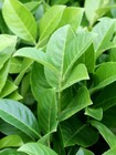 Prunus Laurocerasus Caucasica Or Rotundifolia  150 Seeds    