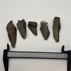 Megalodon Shark Tooth Lot Real Shark Tooth Partials From Megalodon
