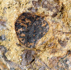 Museum Quality Cooksonia Caledonica Perfect Sporangium Oldest  Land Fossil Plant