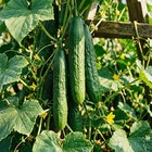 100 Long Burpless Cucumber Seeds For Planting - Carefully Packed Heirloom Long
