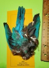 Asian Indian White Throated Kingfisher Pelt   Natural Blue Feathers