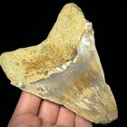 Indonesian Megalodon Shark Tooth 4 41  Real Unrestored Shark Teeth Fossils