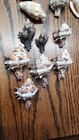 Coastal Shells Seashells 15 Murex  muricidae   Mixed Species Beach Decor Crafts 