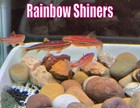 Rainbow Shiners 2 Inch Schooling Fish Aquarium Fish Freshwater Notropsis Chrosom