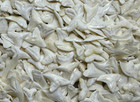 10 White Shark Teeth Modern Mix Variety Great For Research Reef Sandbar Blue Etc