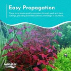 Ludwigia Repens Super Red Mini 2 pot Live Aquarium Plants