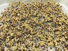 Pack Of 150 Pcs Germinating Growing Paper Seed Sprouter Vegetable Microgreens