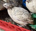 120  Highly Fertile Jumbo Variegated Colored Coturnix Quail Hatching Eggs