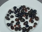 40 Nerite Snails   Mixed Pack - Live Freshwater Snail