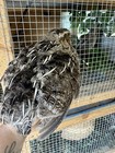 15   Rare Colors Coturnix Quail Hatching Eggs   new  Special  