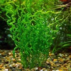 Aquarium Live Plants Corkscrew Sword Curly Aquatic Plants Stems Bunch Fish Tank