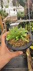 Schlumbergera Lutea Sbsp Lutea