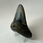Megalodon Shark Tooth 3 50 Inch - Real - Natural Fossil - Authentic Teeth 19665