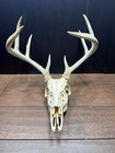 Real Whitetail Deer European Skull Mount 10 Point Antlers Trophy Cabin Decor