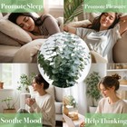16 Pcs Dried Eucalyptus Stems  17  Real Preserved Bouquet Green