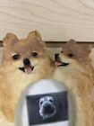 Pomeranian Dog 3d Picture Photo Frame With Stand 3 5 x5  Resin 35257-45 Puppies 