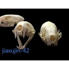 10 Pcs Farm Mink Skulls  Raw Bone Specimen For Handicraft Collection Decoration