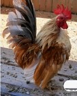 18  Pure Serama Hatching Eggs  Micro  A   B Types   Malaysian traditional frizzl