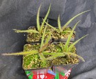 Drosera Regia  big Easy   Rare Cultivar  Potted To Select States  Heat Pck Avail