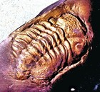 Pyritised Chotocops Ferdinandi  Eyes With Lenses  Will Prepare Devonian  Germany