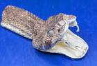 Western Rattlesnake Head With Open Mouth And Fangs Taxidermy  h240