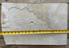 Large Unprepped Phareodus Post Dinosaur Age Eocene Wyoming 