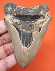 Megalodon Shark Tooth - Real Fossil - 3 12 - Shark Teeth - No Restorations