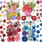 96 Pcs Pressed Dried Flowers Real Natural Leave Petals For Diy Ls-aff210901