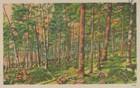 Wood Forest Landscape Nature Scenery In Us Vintage Linen Post Card 