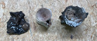 Lot Of 3 Vertebrae Fossil- Hypural Bone  tail  And 2 Vertebrae