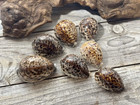 Lot Of  7  Cypraea Tigris Tiger Cowrie Sea Shells Beach Decor  2    -3    Size