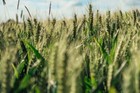 200  Einkorn Wheat Seeds - Heirloom - Organic - Non Gmo ----- The New Old Wheat