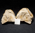 Rare Belinurus Horseshoe Crab Fossil In Nodule Not Mazon Creek - Uk Closed Site