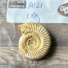 Whole Polished White Ammonite Fossil