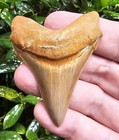 Peruvian Chubutensis Shark Tooth Fossil Not Megalodon 2 6 