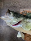 Vtg Real Largemouth Bass Taxidermy Mount 19    Wall Hanging Fish Cabin Lake Decor
