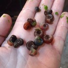 100  Adult Ramshorn Snails Live Freshwater Aquarium Alger Eaters Puffer Food