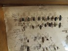  Huge Framed Insect Collection