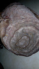 Fossilized Tree Log 22 Pounds From Colorado