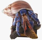Nature Techni Colour Figure Ogasawara Terrestrial Hermit Crab Ikimon Japan 2025
