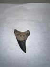 2 58    Rare Parotodus Benedeni False Mako Fossil Shark Tooth  Megalodon Teeth Era