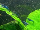   10   Blue Dream Neocaridina Shrimp High Quality -  Pennsylvania Bred