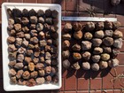 Rough China Pujiang Agate Achat Nodule Specimen Thundereggs 1kg 6-12pcs